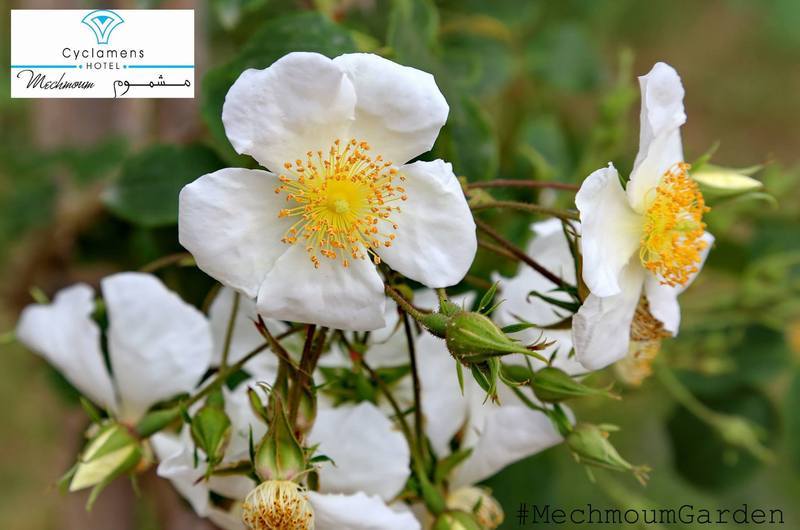 Cyclamens Mechmoum Hotel And Spa Hammamet Exterior foto